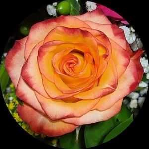 Meet your Posher, Jaime